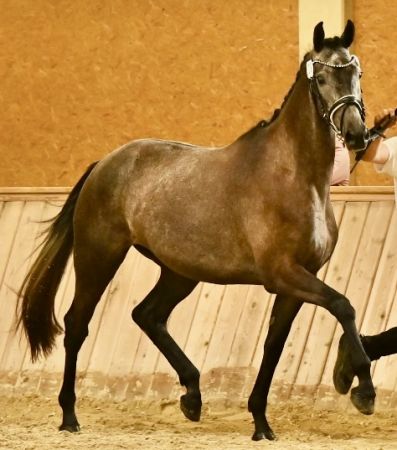 Firelady Friesenpferd - Salzburg - Lungau